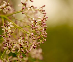 Preview wallpaper plants, flowers, branches, blurring