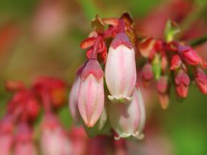 Preview wallpaper plants, flowers, bud