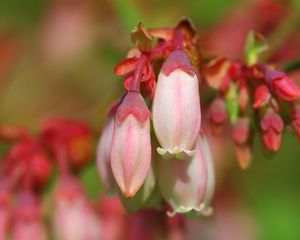 Preview wallpaper plants, flowers, bud