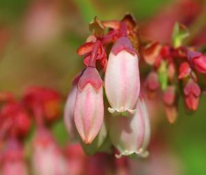 Preview wallpaper plants, flowers, bud