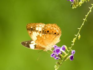 Preview wallpaper plants, flowers, butterfly, close-up