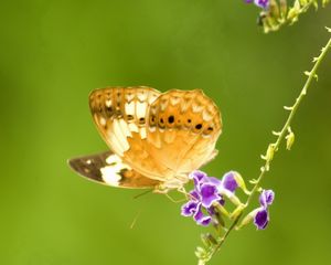 Preview wallpaper plants, flowers, butterfly, close-up