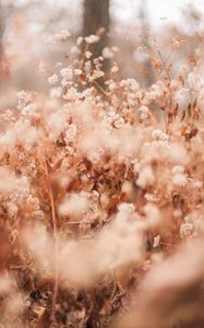 Preview wallpaper plants, flowers, dry, macro, nature