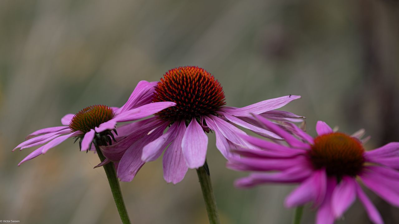 Wallpaper plants, flowers, pink, blur