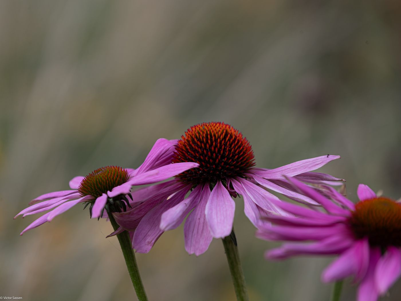 1400x1050 Wallpaper plants, flowers, pink, blur