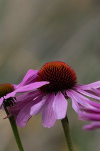 Preview wallpaper plants, flowers, pink, blur