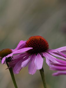 Preview wallpaper plants, flowers, pink, blur