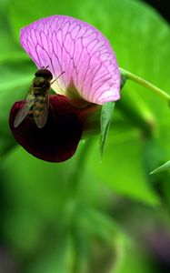 Preview wallpaper plants, flowers, wasp, insect