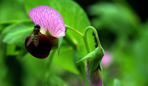 Preview wallpaper plants, flowers, wasp, insect