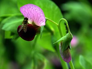 Preview wallpaper plants, flowers, wasp, insect