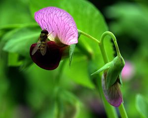 Preview wallpaper plants, flowers, wasp, insect