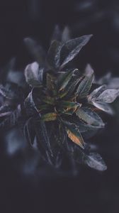 Preview wallpaper plants, foliage, dark
