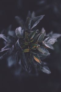 Preview wallpaper plants, foliage, dark