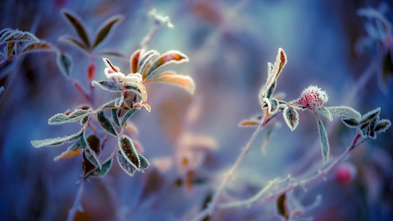 Wallpaper plants, frost, leaves, background, berry