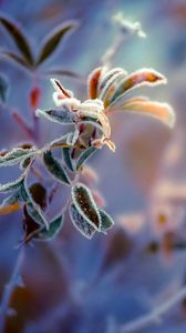 Preview wallpaper plants, frost, leaves, background, berry