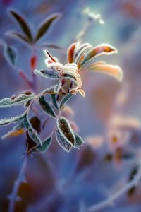 Preview wallpaper plants, frost, leaves, background, berry