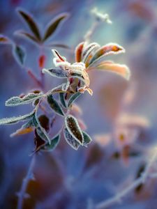 Preview wallpaper plants, frost, leaves, background, berry