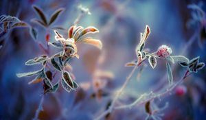 Preview wallpaper plants, frost, leaves, background, berry