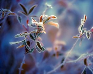 Preview wallpaper plants, frost, leaves, background, berry