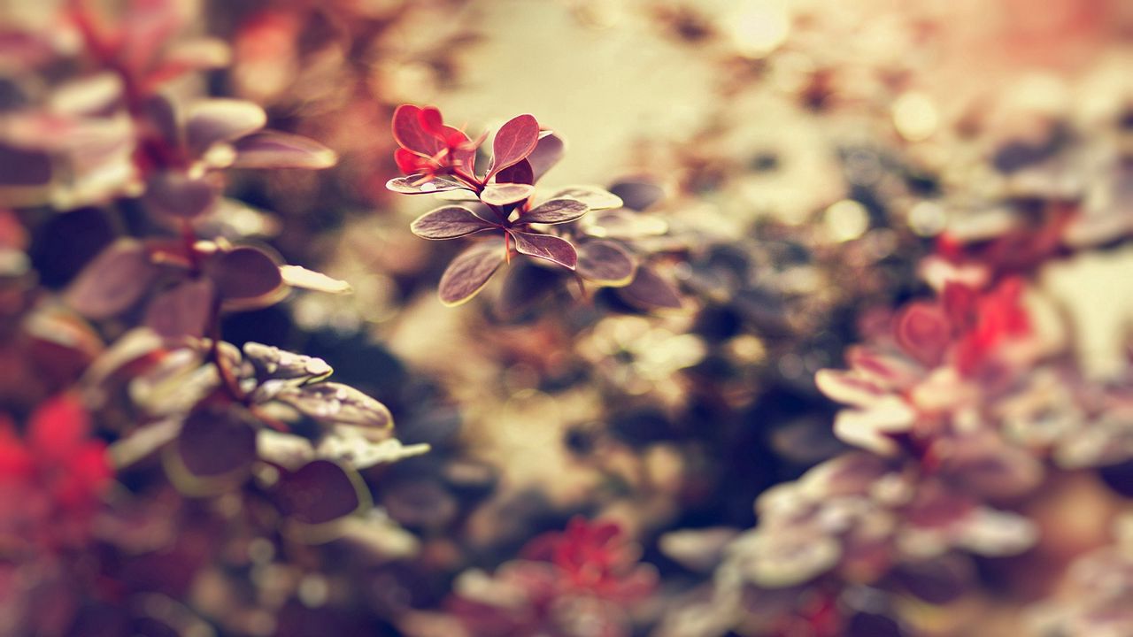 Wallpaper plants, grass, background, blur, leaves