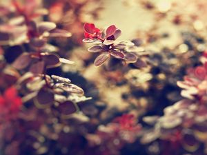 Preview wallpaper plants, grass, background, blur, leaves