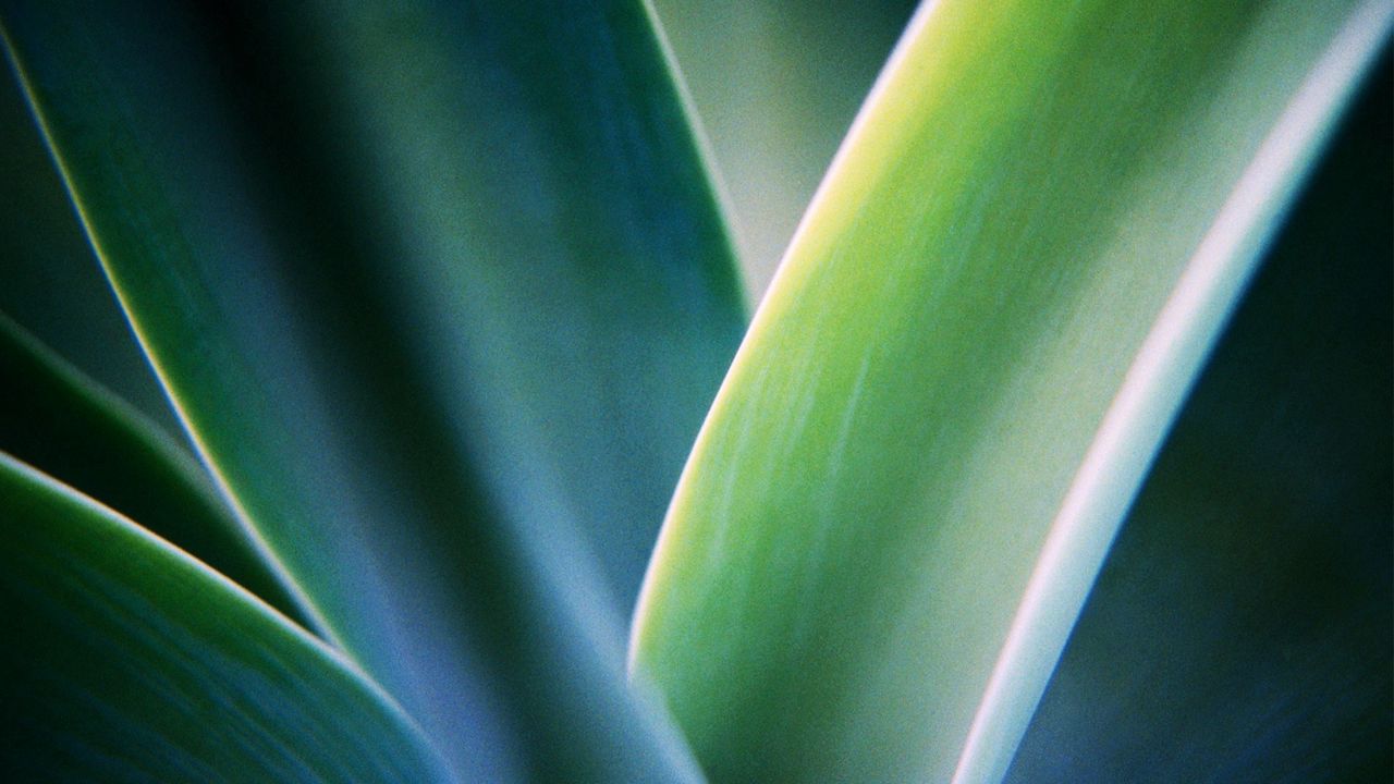 Wallpaper plants, grass, blurring