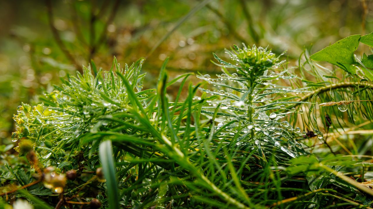 Wallpaper plants, grass, drops, macro