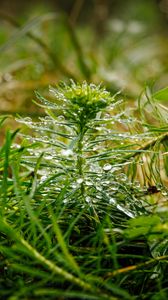 Preview wallpaper plants, grass, drops, macro