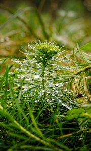 Preview wallpaper plants, grass, drops, macro