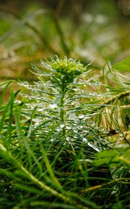 Preview wallpaper plants, grass, drops, macro