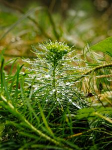 Preview wallpaper plants, grass, drops, macro