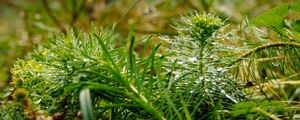 Preview wallpaper plants, grass, drops, macro