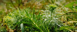 Preview wallpaper plants, grass, drops, macro