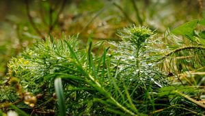 Preview wallpaper plants, grass, drops, macro