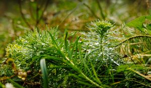 Preview wallpaper plants, grass, drops, macro