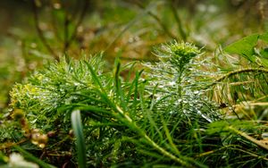 Preview wallpaper plants, grass, drops, macro