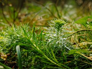 Preview wallpaper plants, grass, drops, macro