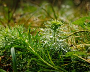 Preview wallpaper plants, grass, drops, macro