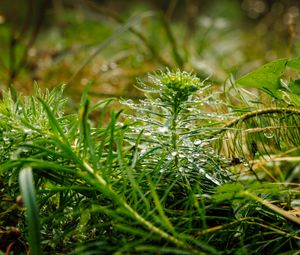 Preview wallpaper plants, grass, drops, macro