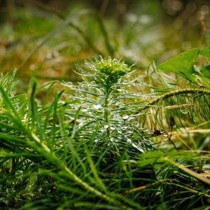 Preview wallpaper plants, grass, drops, macro