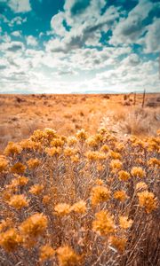 Preview wallpaper plants, grass, dry, field, wild