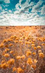 Preview wallpaper plants, grass, dry, field, wild