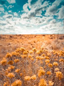 Preview wallpaper plants, grass, dry, field, wild