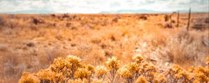 Preview wallpaper plants, grass, dry, field, wild