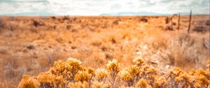 Preview wallpaper plants, grass, dry, field, wild