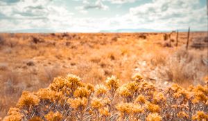 Preview wallpaper plants, grass, dry, field, wild