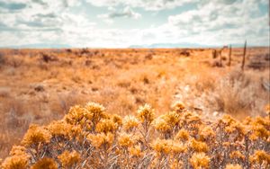 Preview wallpaper plants, grass, dry, field, wild