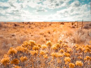 Preview wallpaper plants, grass, dry, field, wild