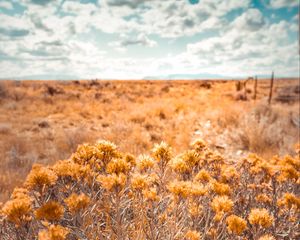 Preview wallpaper plants, grass, dry, field, wild