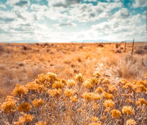 Preview wallpaper plants, grass, dry, field, wild